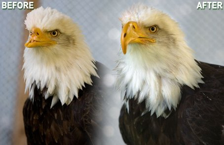 3D Printed Beak Transplant Shapeways