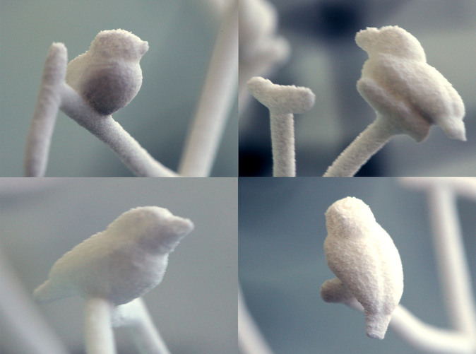 Darwin's 3D Printed Cladogram Tree
