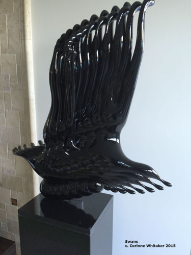 gr_blackswans