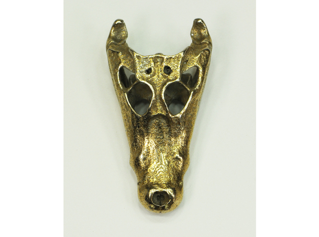 Jacaré Alligator Skull by Scott Camazine