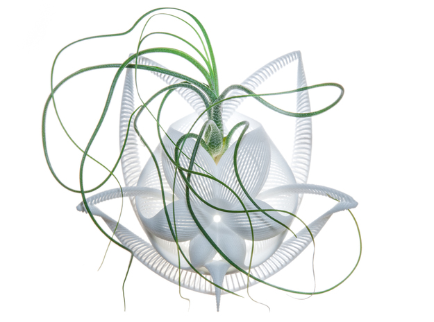 Bulbophyllum Gracilis Planter by Joaquin Baldwin 3D Printed Designs