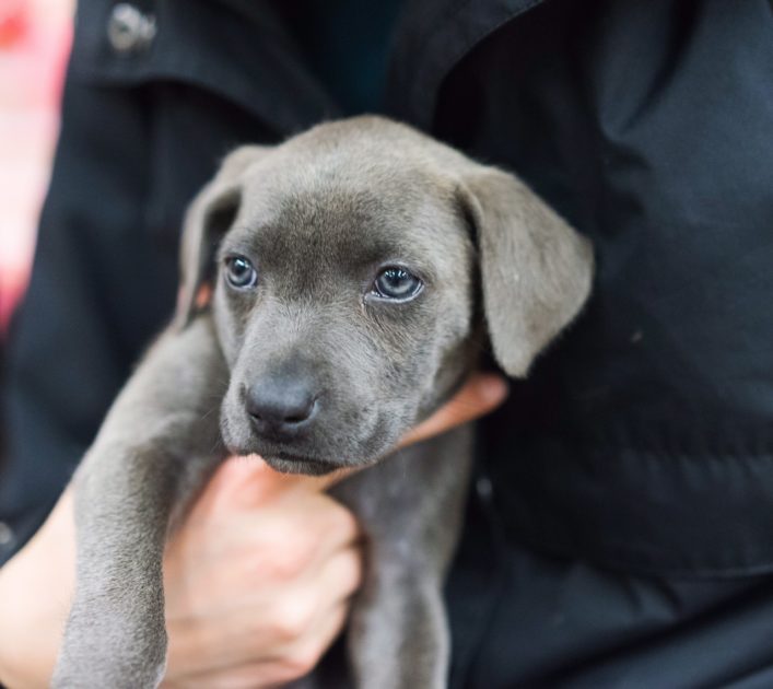 closeup of a small dark brown puppy being held
