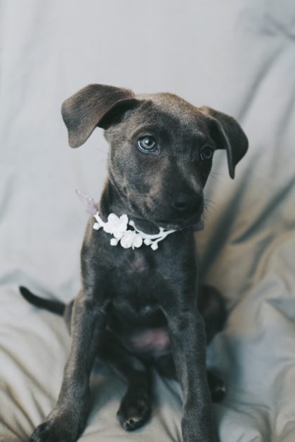 small brown puppy wearing a white floral collar sitting on grey upholstery