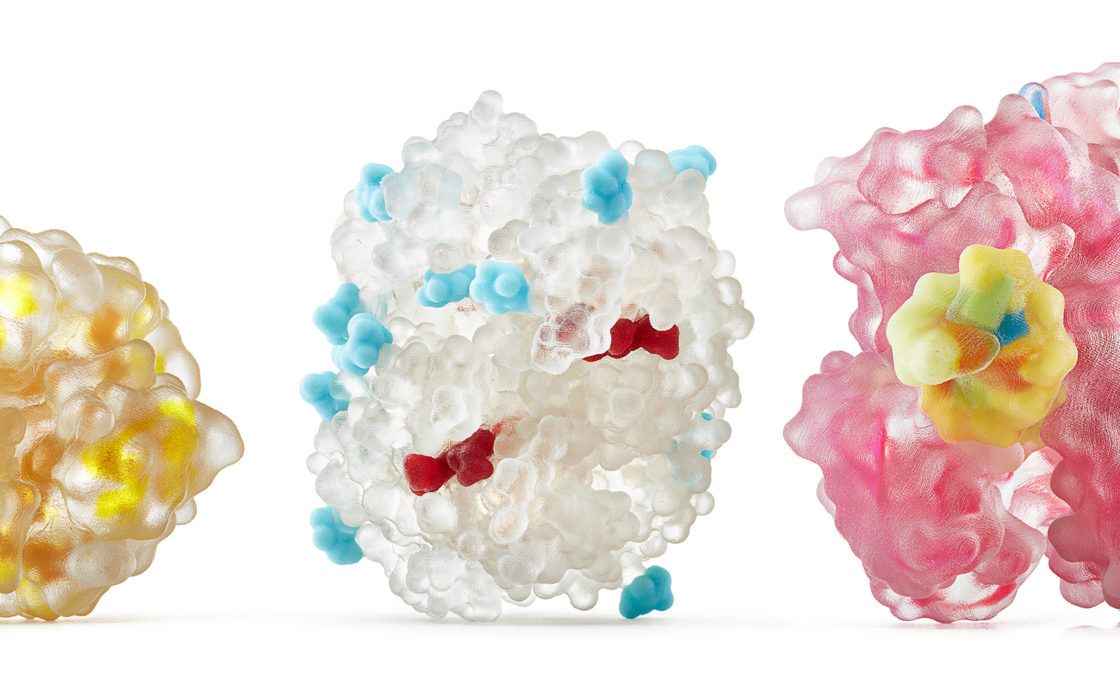 3D printed protein models by Biologic Models