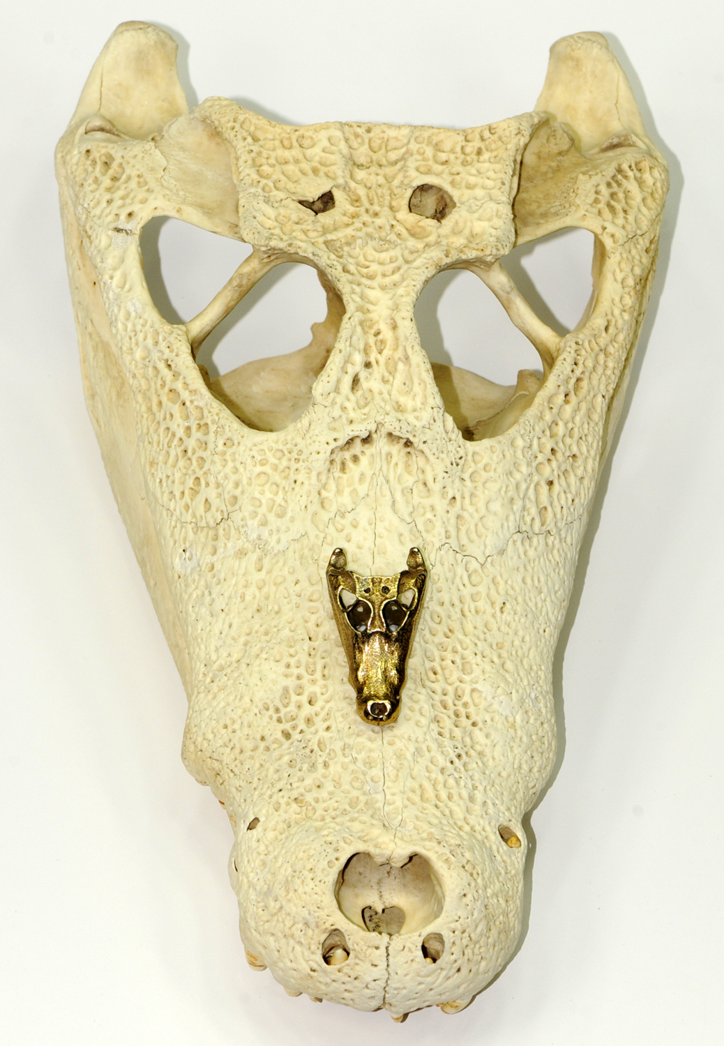 Caiman skull and model.jpg
